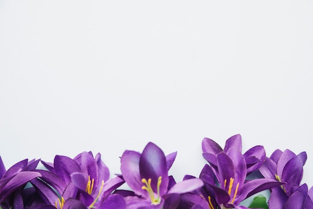 Bottom Purple Flowers Isolated On White Background