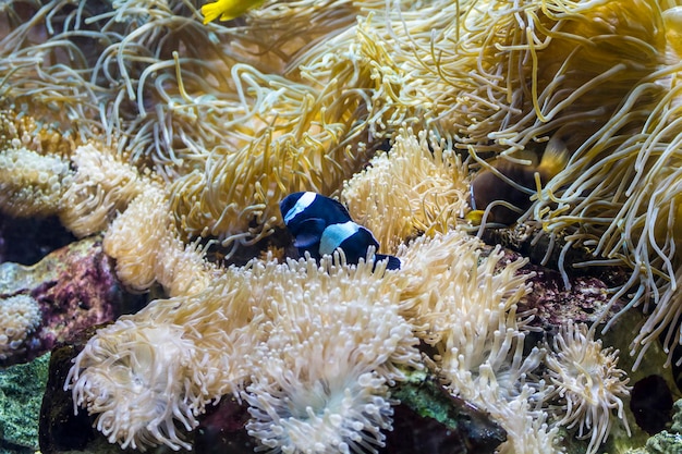 bottom seabed with fish and coral reef