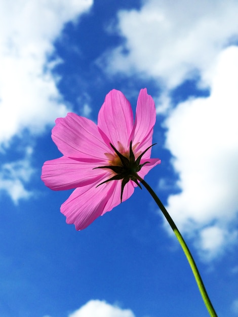 Foto vista dal basso di un bellissimo fiore rosa