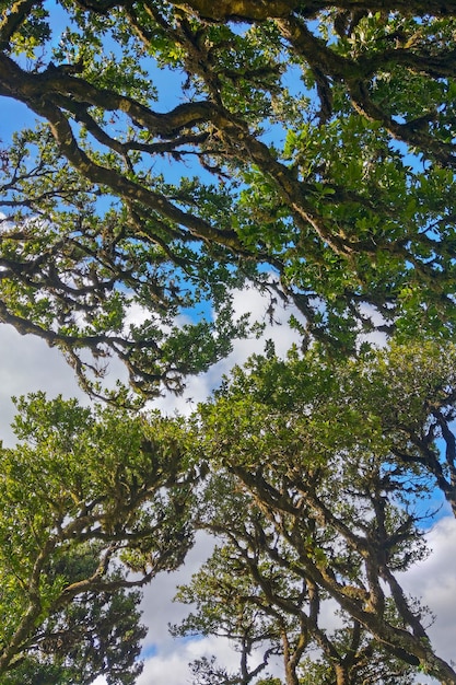 Bottom up view of green tree branches and blue sky