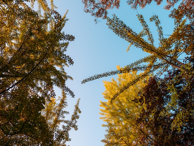 Bottom view on autumn trees