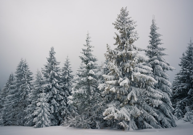 Vista dal basso splendidi abeti nevosi e snelli crescono tra le pittoresche colline della foresta