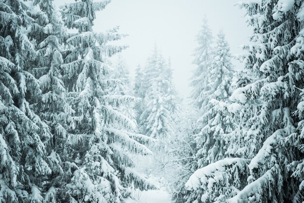 Bottom view beautiful slender snowy fir trees