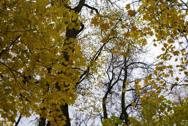 Foto vista dal basso delle foglie colorate sugli alberi autunnali