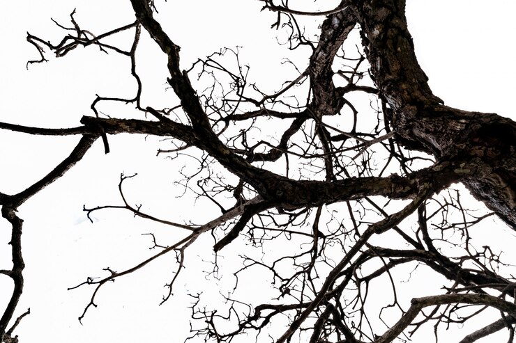 Bottom view of dead tree and disorganized branches isolated on white background. Death, hopeless, despair,sad, and lament concept. Halloween day background. 