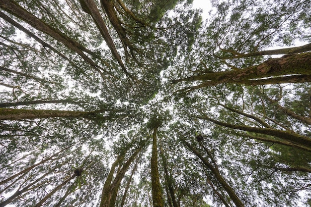 Bottom view of the forest tree