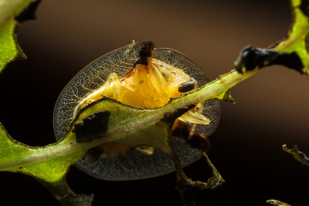 Bottom View of Golden Tortoise Beetle on green leaf