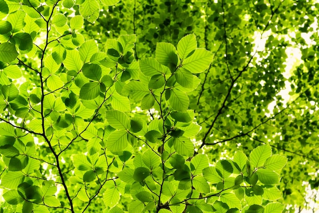 Bottom view of the leafy foliage of the beech tree Tambre Alpago Belluno Italy