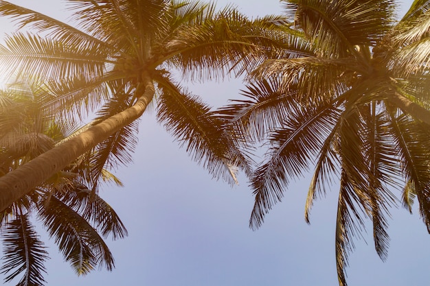 Bottom view leaves of coconut palm tree