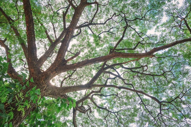 Bottom view of many green leaves on branches of a big tree with sunlight in tropical park