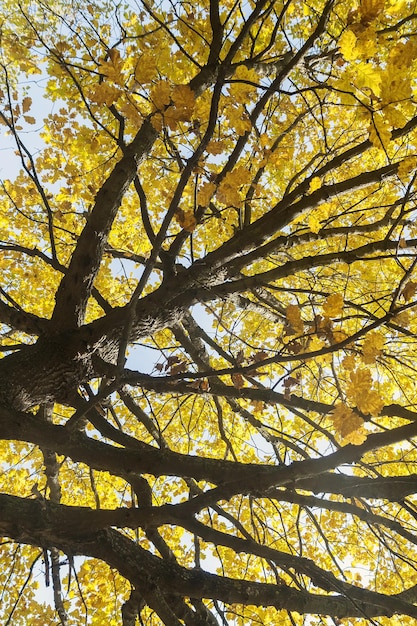 Фото Вид снизу на разноцветные листья на осенних деревьях в парке