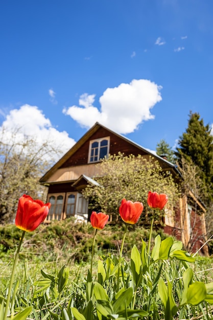 Bottom view of red tulips at yard of rural house