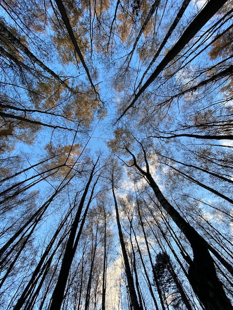 Foto vista dal basso del cielo e delle cime degli alberi