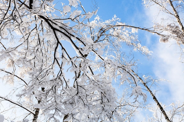 Bottom view of snowcovered trees in forest park