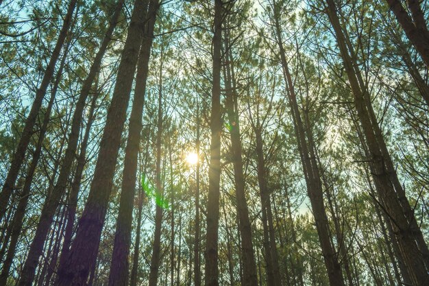 Bottom view of tall old trees in evergreen primeval forest of Da Lat View of the tops of the pine trees in winter forest from the ground Bottom View Wide Angle Background