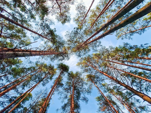 Bottom view of tall pine trees in a coniferous forest against background of blue sky Surreal landscape