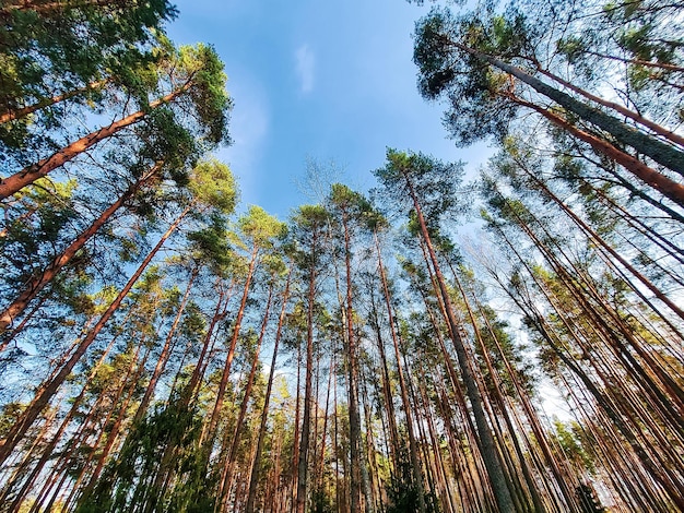 Bottom view of tall pine trees in a coniferous forest against background of blue sky Surreal landscape