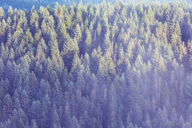 Bottom view of tall trees in spring forest