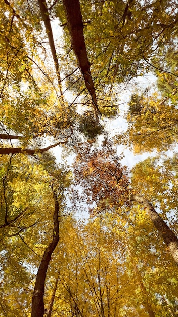 Bottom view of tall trees and sun in the forest at summer