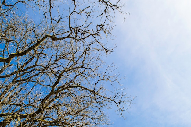 Bottom view. Top of any tree without leaf against the blue sky on a sunny day.