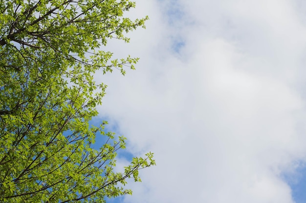 Вид снизу на ветви деревьев и голубое небо и кучевые облака