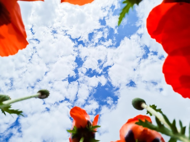 Foto bottom view van rode poppies bloemen in de tuin tegen de lucht zomer natuurlijke achtergrond