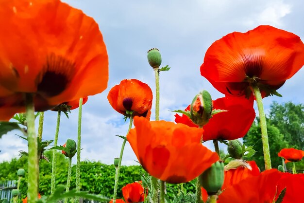 Bottom view van rode poppies bloemen in de tuin tegen de lucht zomer natuurlijke achtergrond