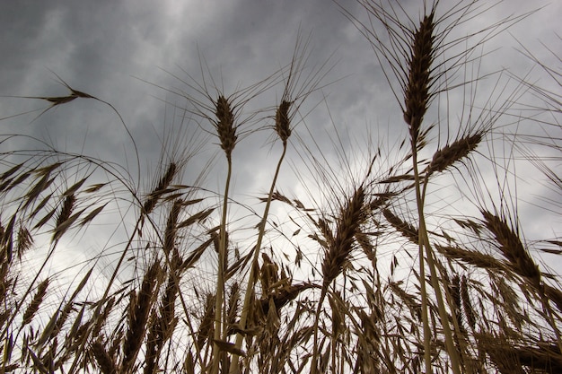 Bottom view of wheat ears against the background of a dramatic autumn sky.