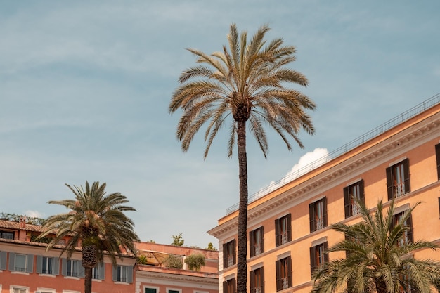 Bottomup view to palm trees with an impressive colorful renovated stone buildings and clouded sky i