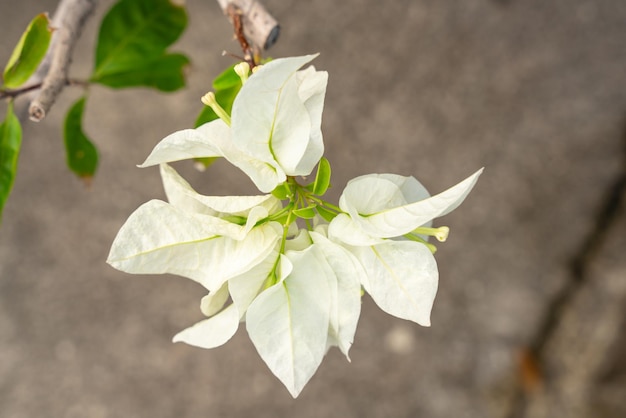 Bougainville bloemen Bloeiend in de tuin