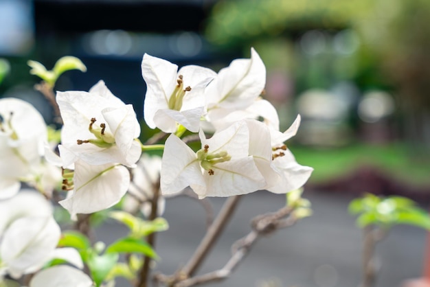 Bougainville bloemen Bloeiend in de tuin