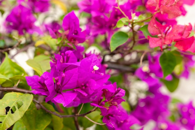 Bougainville bloemen Bloeiend in de tuin