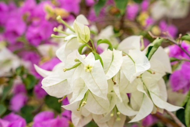 Bougainville bloemen Bloeiend in de tuin