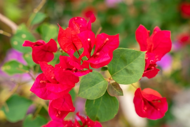 Bougainville bloemen Bloeiend in de tuin