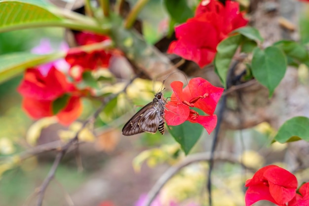 Bougainville bloemen Bloeiend in de tuin