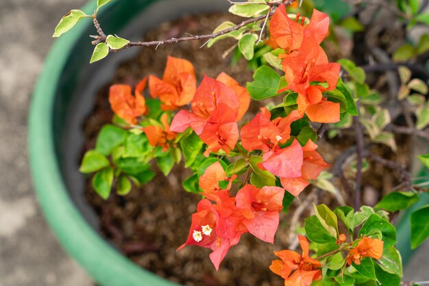 庭に咲くブーゲンビルの花