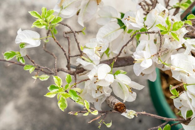 庭に咲くブーゲンビルの花