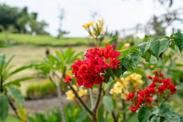 Bougainville flowers Blooming in the garden