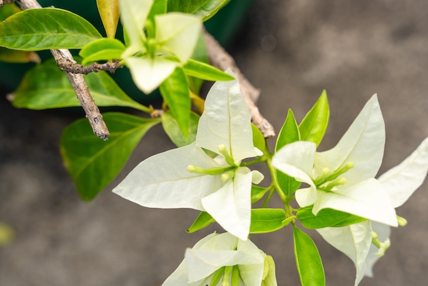 写真 庭に咲くブーゲンビルの花