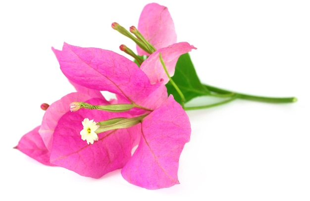 Bougainvillea or bagan bilash over white background