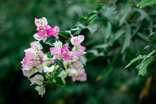 Bougainvillea bloeiend roze aan de boom