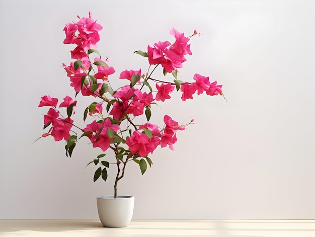 Bougainvillea bloem in de achtergrond van de studio enkele bougainvillabloem prachtige bloem