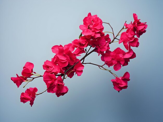 Bougainvillea bloem in de achtergrond van de studio enkele bougainvillabloem prachtige bloem