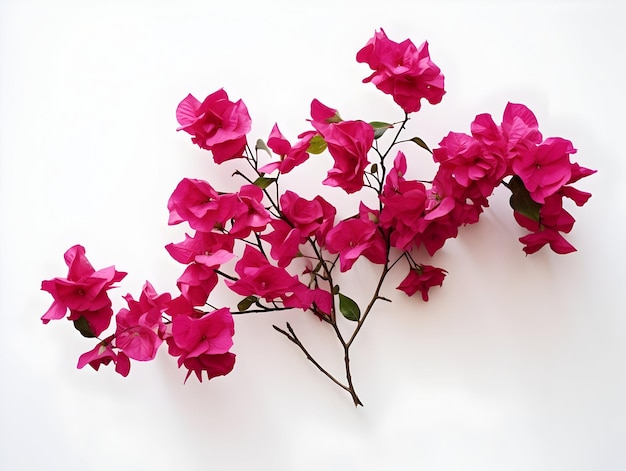 Bougainvillea bloem in de achtergrond van de studio enkele bougainvillabloem prachtige bloem