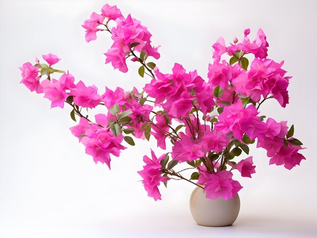 Bougainvillea bloem in de achtergrond van de studio enkele bougainvillabloem prachtige bloem