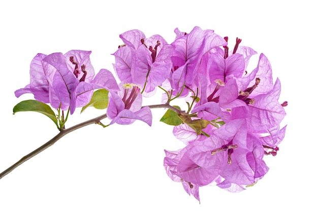 Bougainvillea bloem Paperflower Paarse Bougainvillea bloem geïsoleerd op een witte achtergrond