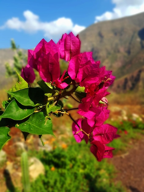 Foto bougainvillea bloemen in de bergen