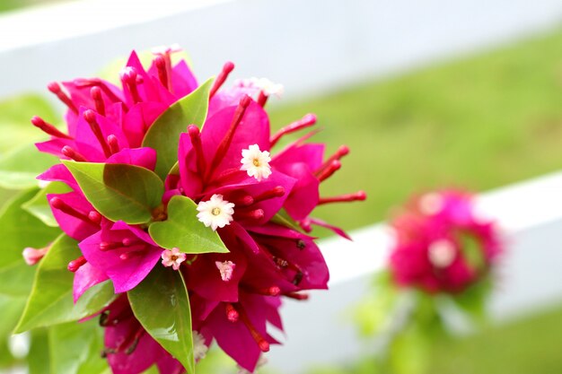 bougainvillea bloemen in tropisch