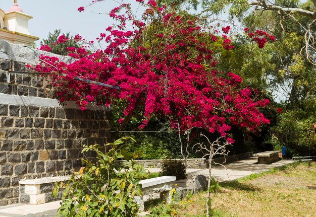 Bougainvillea bloemen tegen de lucht