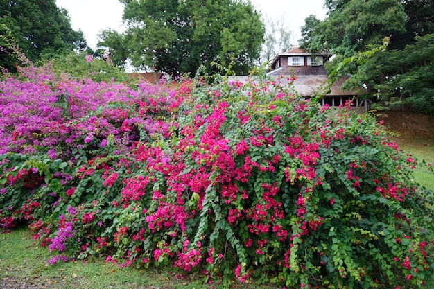 Bougainvillea bloemen uit Martinique, Frans West-Indië